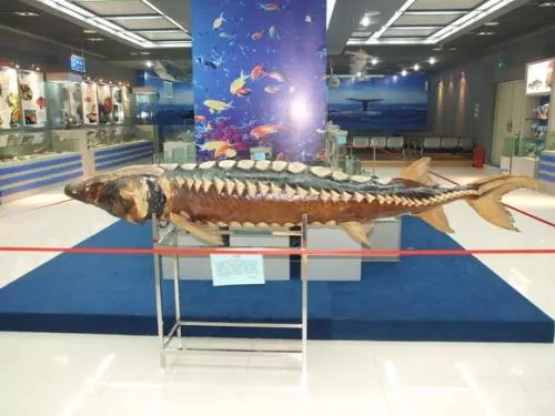 1560135144102741.jpg 26.webp.jpg