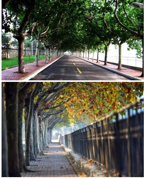 1656897897119387.jpg n.jpg