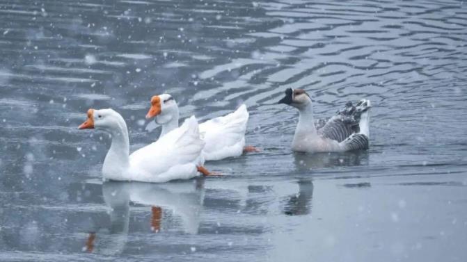 1705644471632399.jpg 江蘇農(nóng)牧科技職業(yè)學(xué)院7.jpg