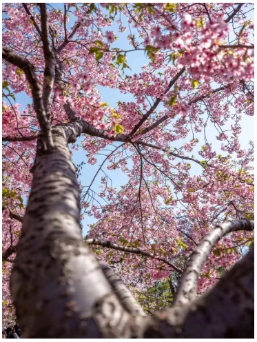 1746846341614989.png 經(jīng)貿(mào)春日頂流Battle2.png