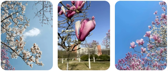 1746846371720584.png 經(jīng)貿(mào)春日頂流Battle4.png