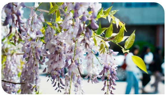 1746846421106659.png 經(jīng)貿(mào)春日頂流Battle8.png