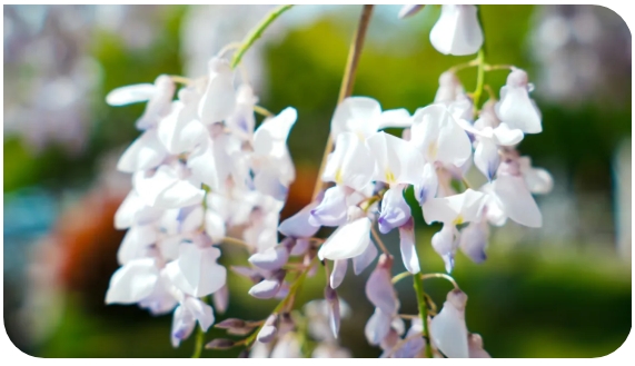 1746846427802508.png 經(jīng)貿(mào)春日頂流Battle9.png