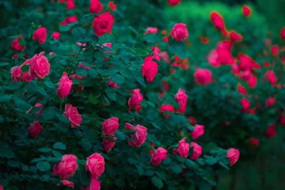 1746846441881612.jpg 經(jīng)貿(mào)春日頂流Battle11_副本.jpg