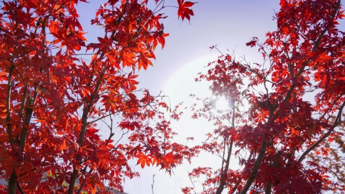 江蘇衛(wèi)生健康職業(yè)學院 一年好景君須記，最是橙黃橘綠時3.png