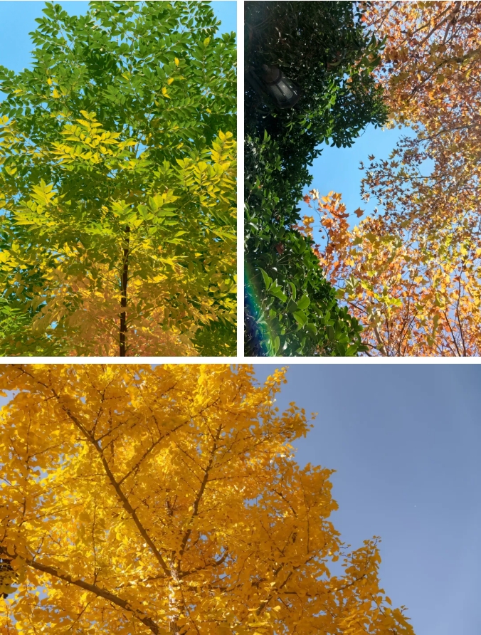 江蘇衛(wèi)生健康職業(yè)學院 一年好景君須記，最是橙黃橘綠時5.png