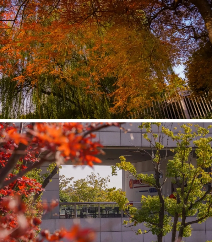 江蘇衛(wèi)生健康職業(yè)學院 一年好景君須記，最是橙黃橘綠時11.png