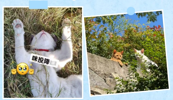 江衛(wèi)冬日集 這些藏在朋友圈里的甜，是青春的“溫度特調(diào)”16.png