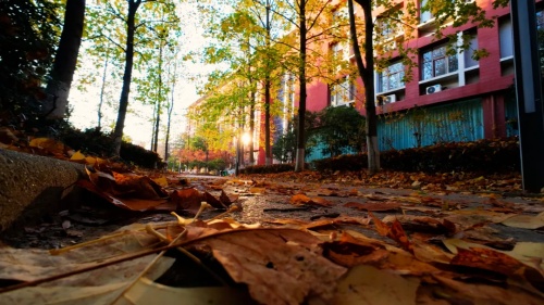 1767580922690127.jpg 在交院邂逅冬日里的暖6_副本.jpg