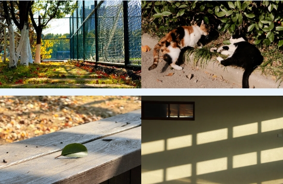 光影交院 一場(chǎng)關(guān)于校園一角的靜謐凝視.png