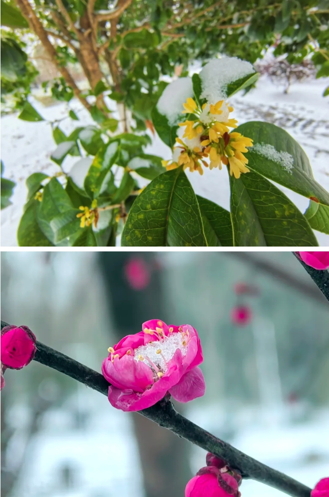 瓊花綴白衣 江蘇衛(wèi)生健康職業(yè)學(xué)院的浪漫雪日記憶15.png