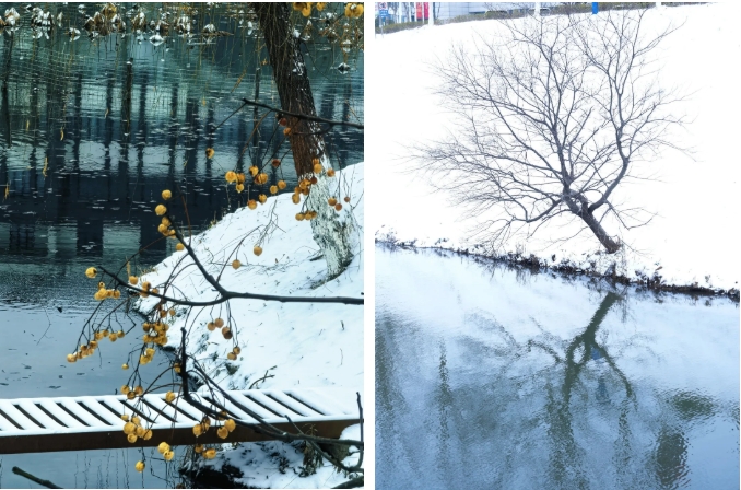 瓊花綴白衣 江蘇衛(wèi)生健康職業(yè)學(xué)院的浪漫雪日記憶16.png