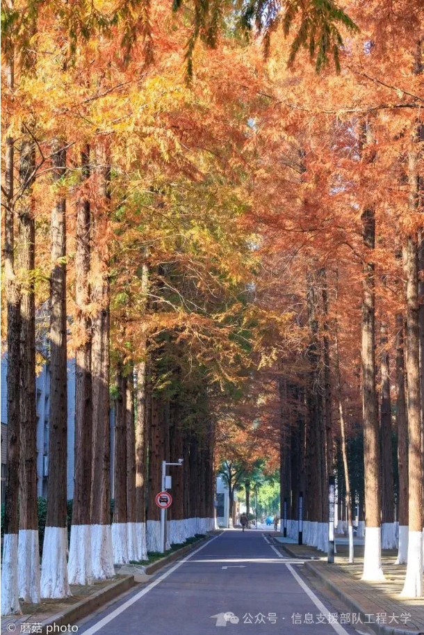 【鏡】遇信息支援部隊(duì)工程大學(xué)，帶你領(lǐng)略軍校里的春夏秋冬15.png